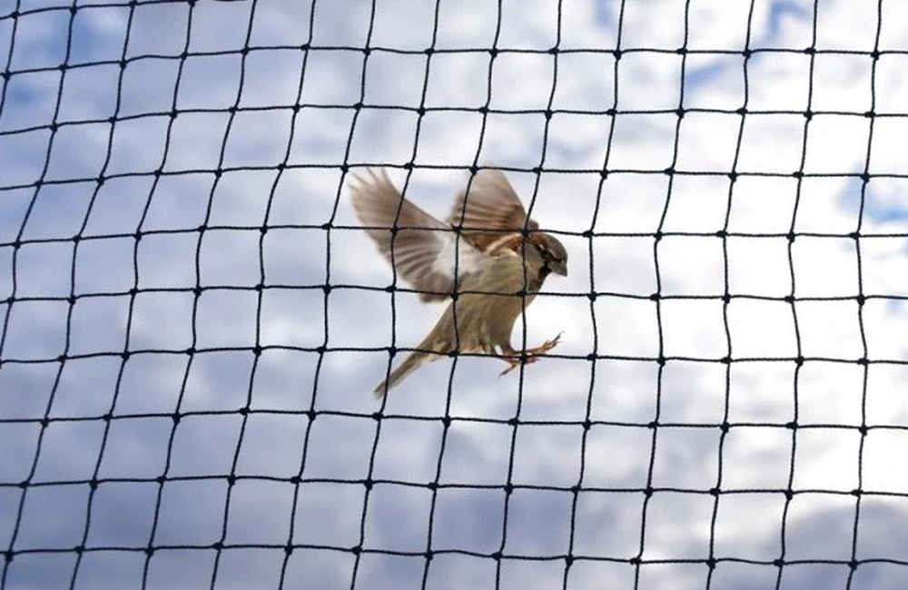Anti Birds Safety Net